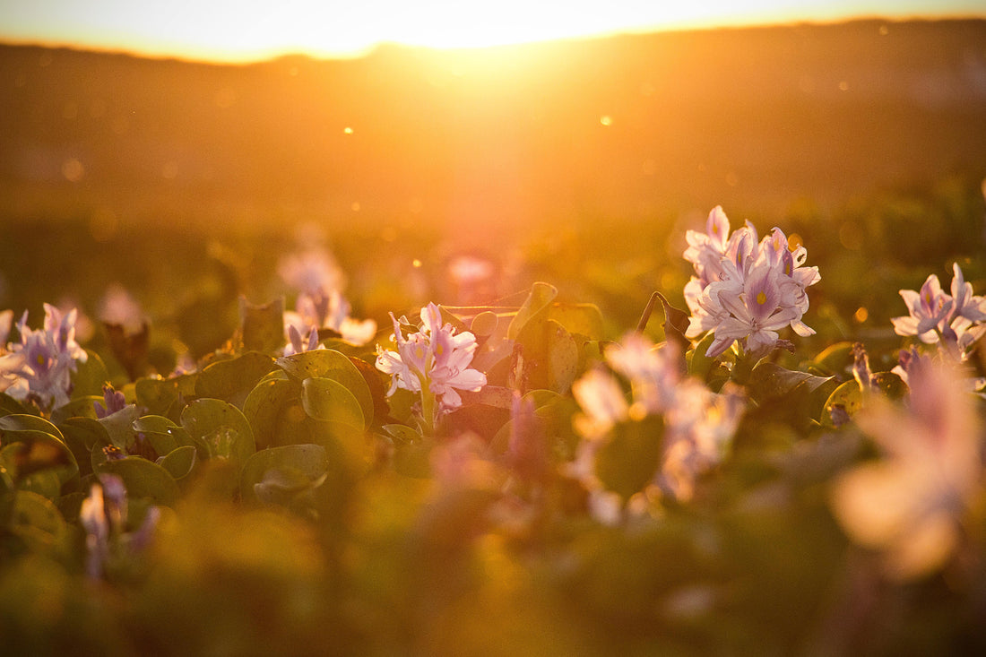 The Benefits of Plant-Based vs. Animal Vitamin D3 - Matter's